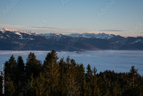 beautiful mountain view at sunset, peaceful blue sea of fog and dark pine trees