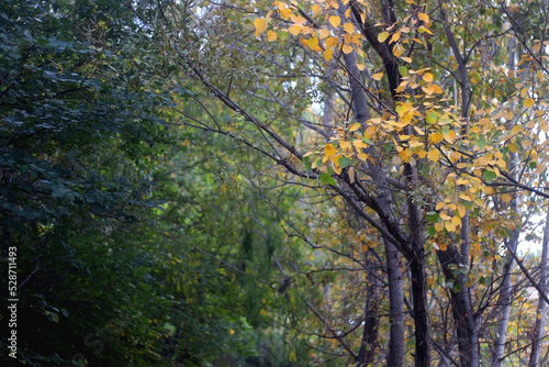 Colorful autumn leaves on a tree. Selective focus.