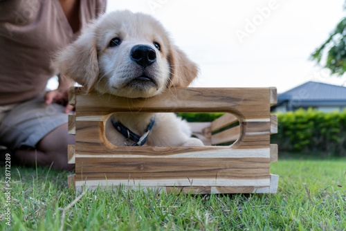 puppy in the box