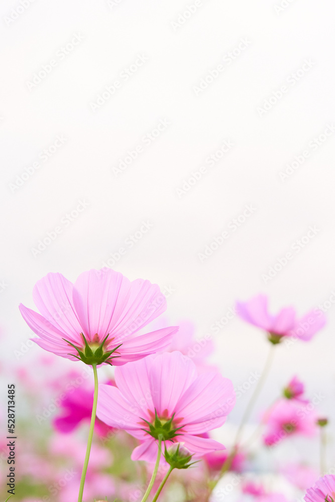 白背景のふんわり明るい優しいイメージのピンク色のコスモスの花 白背景のふんわり明るい優しいイメージのピンク色のコスモスの花