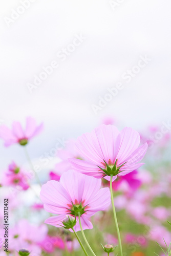 白背景のふんわり明るい優しいイメージのピンク色のコスモスの花
