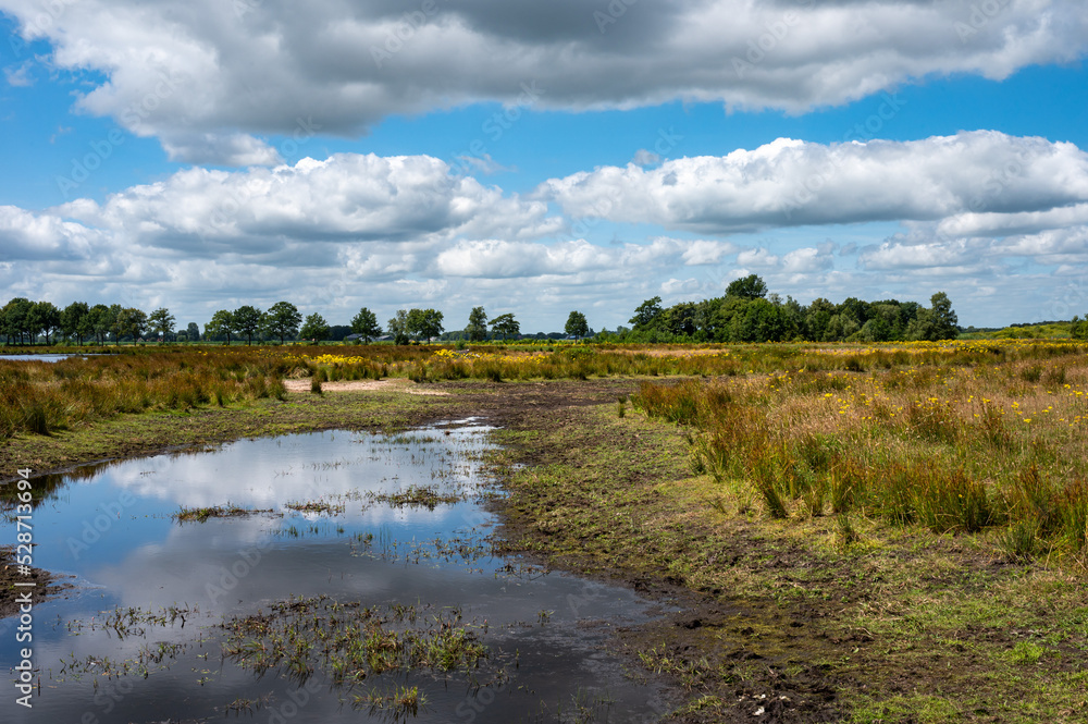 Landscape view over green grass, heather vegetation and water ponds of the fen national park, The Netherlands