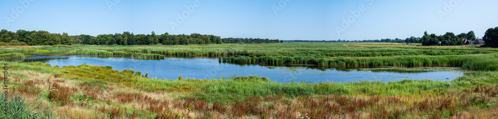 The Weerribben national park with a water pond and wetland vegetation against blue sky, The Netherlands