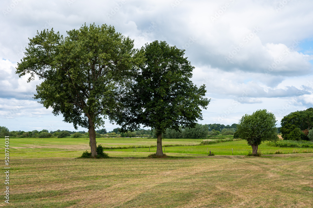 Trees and green meadows at the nature reserve around the river Vecht, The Netherlands Trees and green meadows at the nature reserve around the river Vecht, The Netherlands