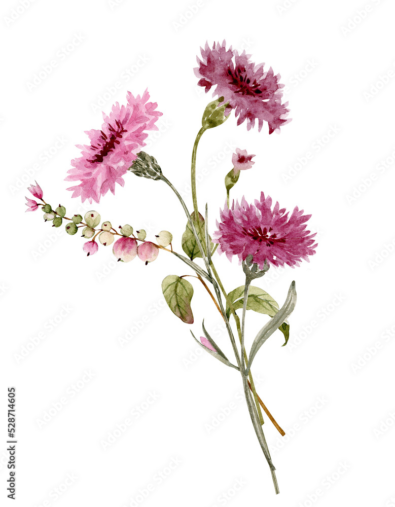 bouquet of pink cornflowers flowers and plants, watercolor illustration isolated on white background.