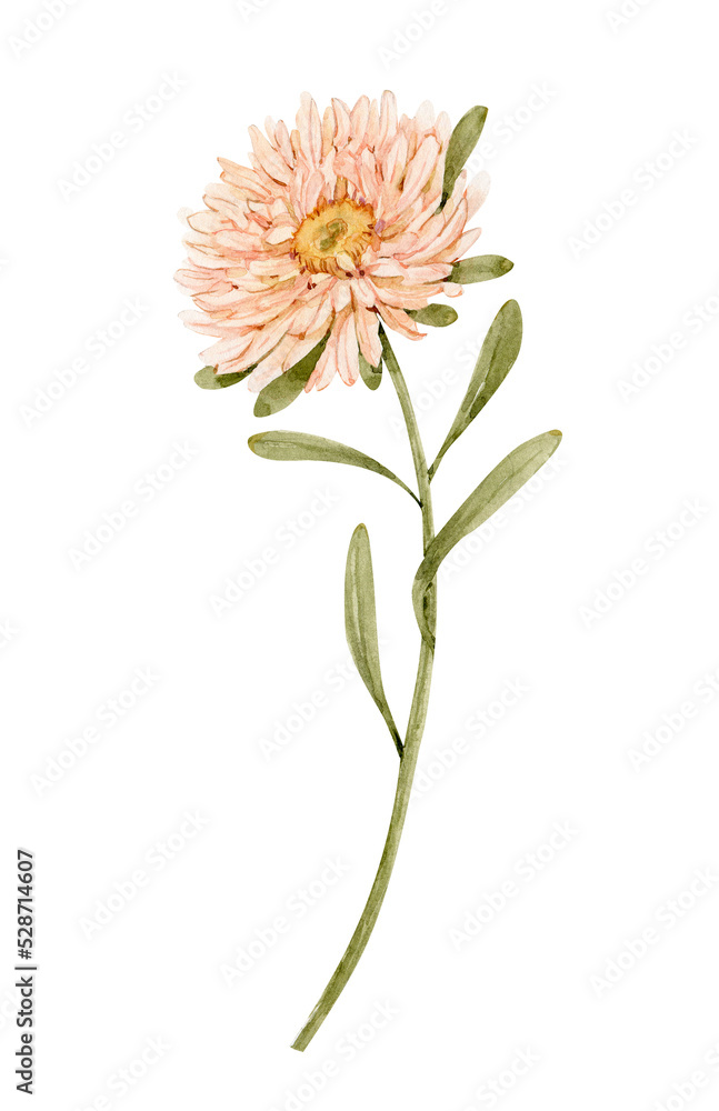 gently pink aster flower on a white background watercolor. hand painted for design and invitations. gently pink aster flower on a white background watercolor. hand painted for design and invitations.