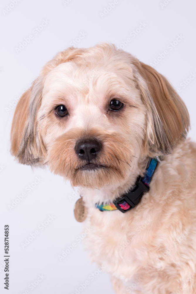 the cute white Maltipoo Dog the cute white Maltipoo Dog