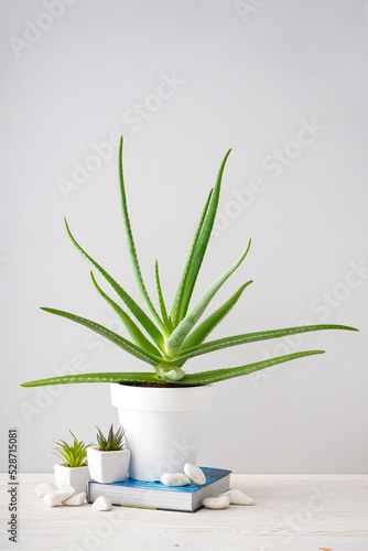 Aloe vera and succulent potted plants against a gray wall. Vertically.