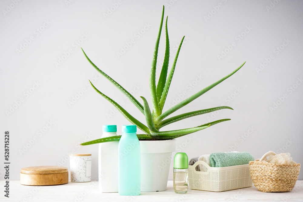 Aloe vera and composition of body care and beauty products on gray background.