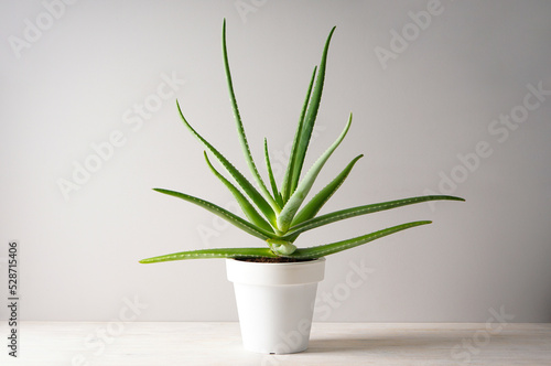 Aloe vera in pot on white wooden table.