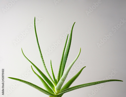 Aloe vera in a gray background, closeup.