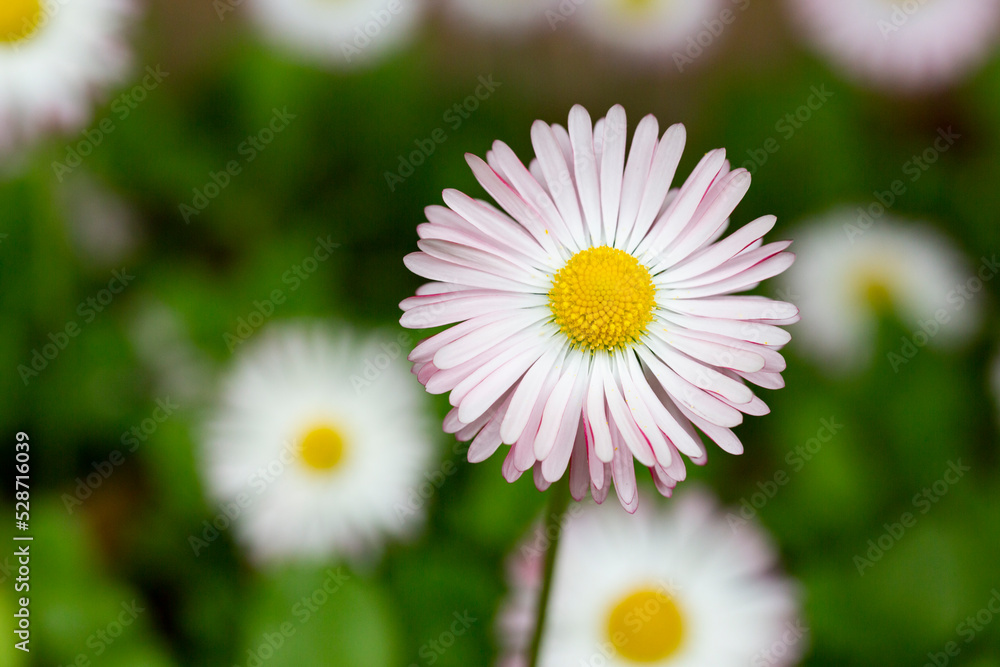 Natural background with blossoming daisies bellis perennis . Soft focus Natural background with blossoming daisies bellis perennis . Soft focus