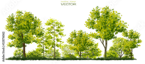 Vector watercolor of tree side view isolated on white background for landscape and architecture drawing, elements for environment and garden,botanical with grass for section