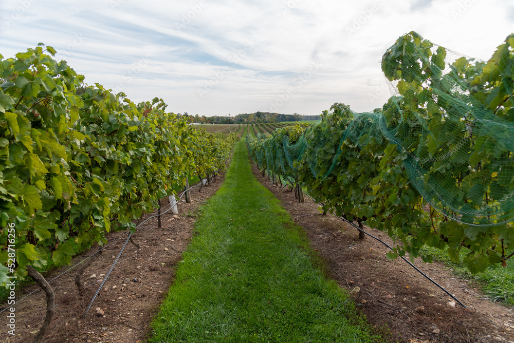 Rows Of Grapes Growing In A Wisconsin Vineyard On The Niagara Escarpment