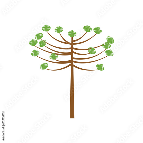 araucaria tree design vector flat isolated on white background photo