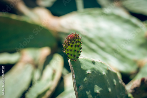 Close up view of cactus opuntia leucotricha plant with spines. (Indian fig opuntia, barbary fig, cactus pear, spineless cactus, prickly pear.) Blurred background. photo