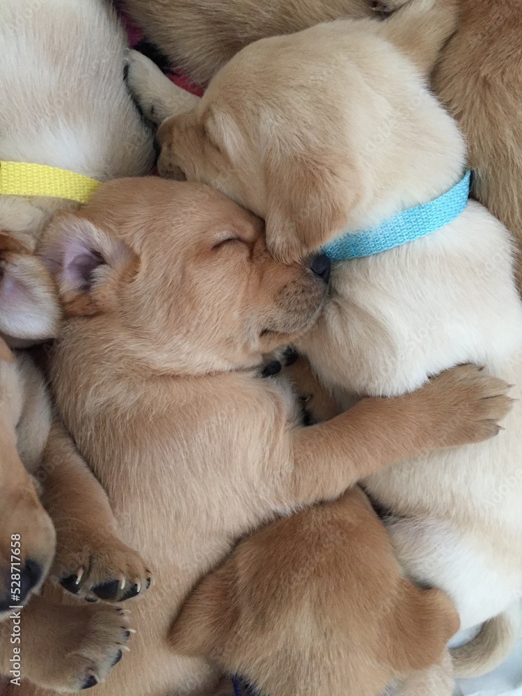 Labrador puppies sleeping Labrador puppies sleeping