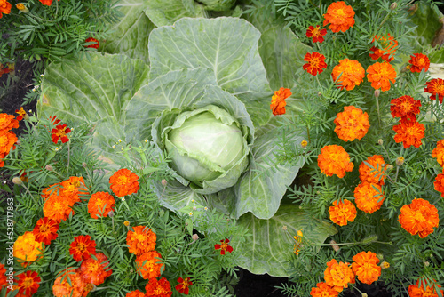 Cabbage and decorative marigolds on the same bed. autumn harvest
