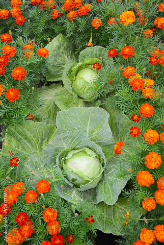 Vertical view of white cabbage and decorative marigolds in the garden.