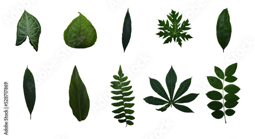 Set of Tropical leaves isolated with transparent background