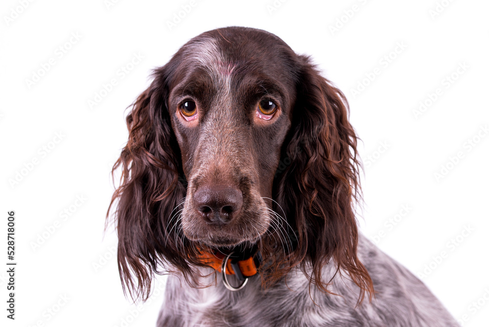 portrait of German Spaniel Dog - Deutscher Wachtelhund - Polish Hunting Spaniels