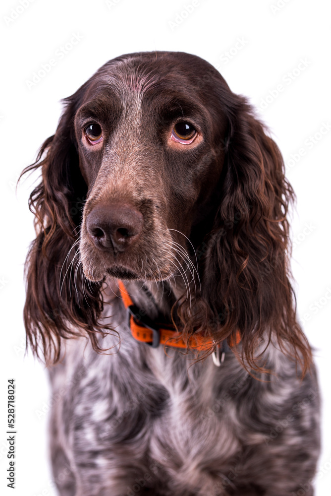 portrait of German Spaniel Dog - Deutscher Wachtelhund - Polish Hunting Spaniels portrait of German Spaniel Dog - Deutscher Wachtelhund - Polish Hunting Spaniels