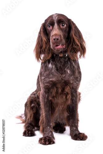 Fototapeta Naklejka Na Ścianę i Meble -  portrait of German Spaniel Dog - Deutscher Wachtelhund - Polish Hunting Spaniels