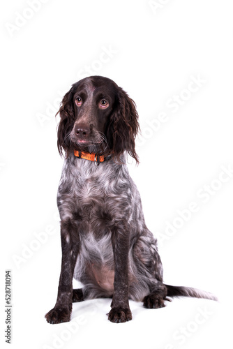 Fototapeta Naklejka Na Ścianę i Meble -  portrait of German Spaniel Dog - Deutscher Wachtelhund - Polish Hunting Spaniels