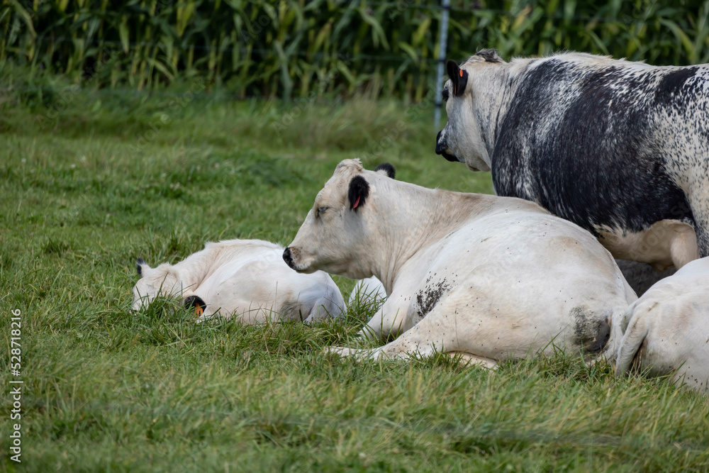 A small herd of cows lying on a pasture A small herd of cows lying on a pasture