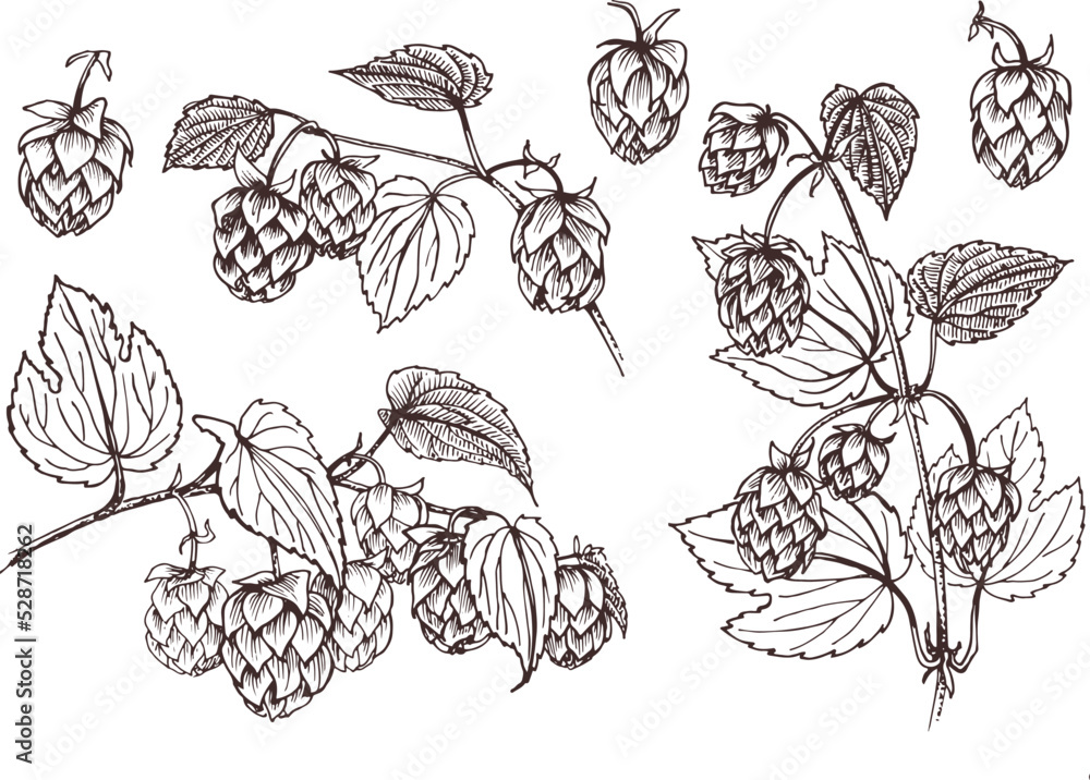 A set of hand-drawn graphic illustrations. Hop Branches . A set of hand-drawn graphic illustrations. Hop Branches .