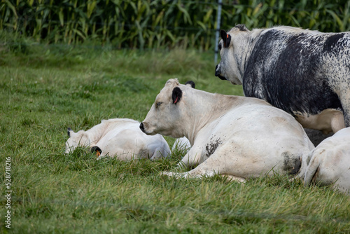 A small herd of cows lying on a pasture