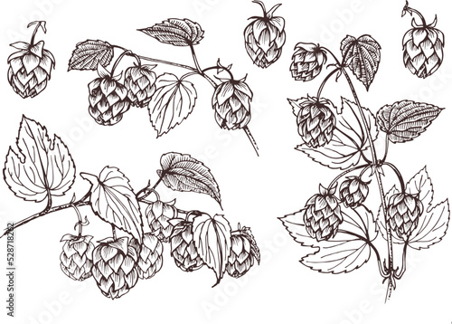 A set of hand-drawn graphic illustrations. Hop Branches .