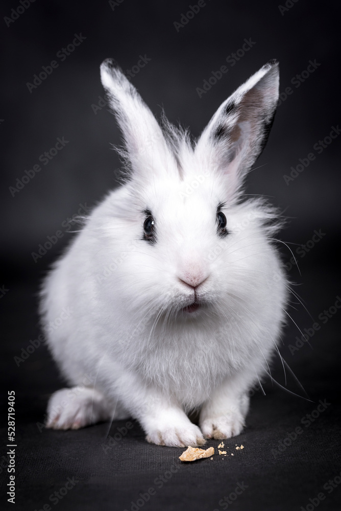 The portrait of white rabbit The portrait of white rabbit