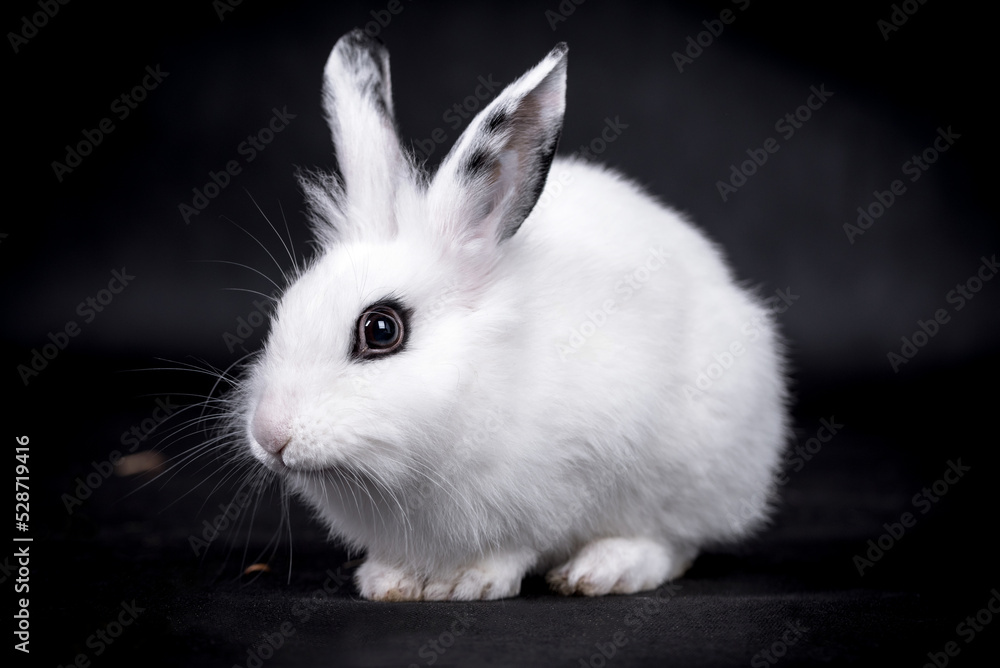 The portrait of white rabbit The portrait of white rabbit