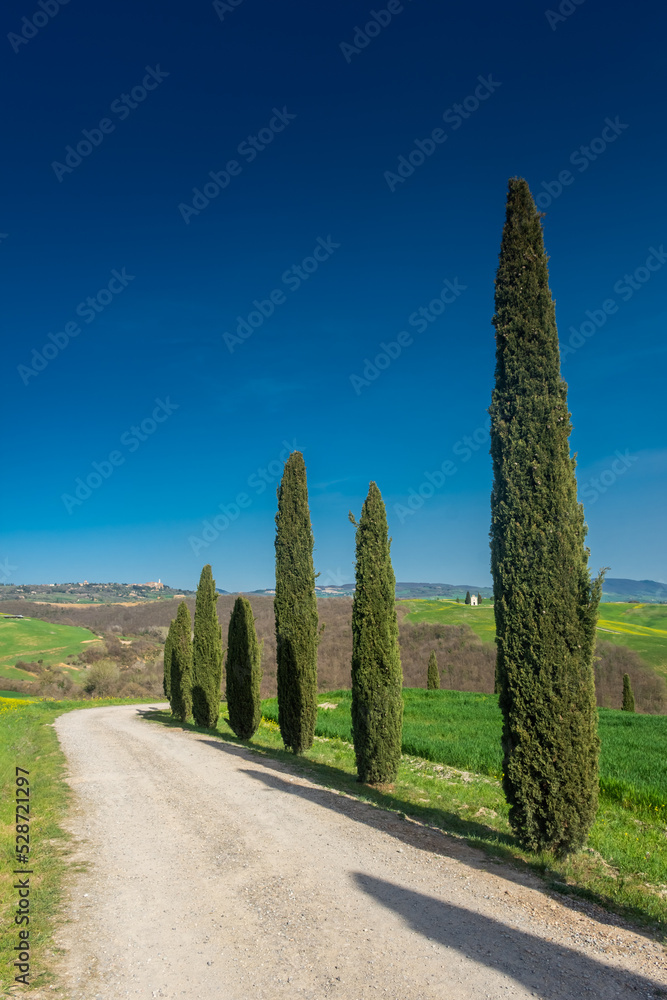 Country road flanked with  cypresses in Tuscany