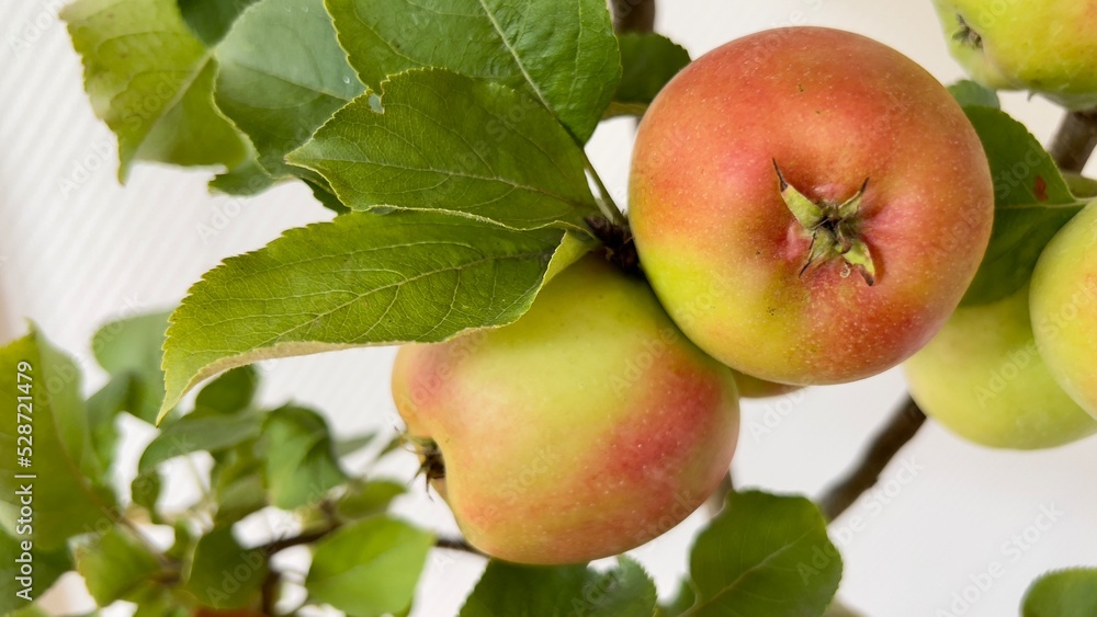 apples on a branch apples on a branch