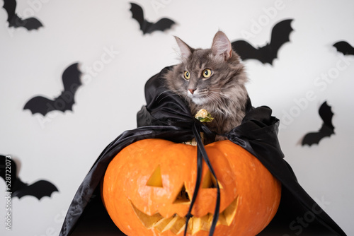 Foto Halloween cat in witch costume with carved pumpkin and bats