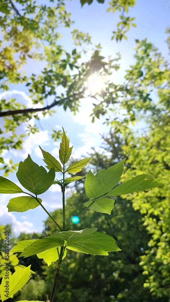 Beautiful young fresh leaf on tree branch through which sun shines against blue sky and swaying in wind close-up. Concept ecology, environmental protection. Natural spring background. Vertical video Beautiful young fresh leaf on tree branch through which sun shines against blue sky and swaying in wind close-up. Concept ecology, environmental protection. Natural spring background. Vertical video