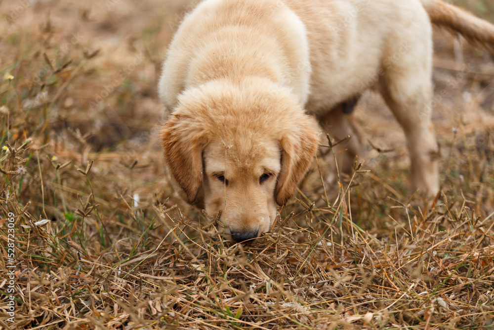 A little puppy golden retriever's grass field survey.