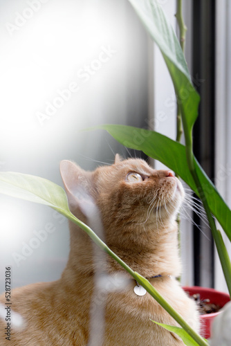 Cat on the windowsill.