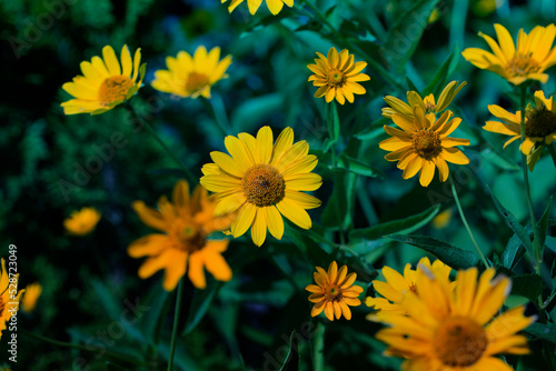 yellow summer flowers.delicate yellow flowers. fragile delicate yellow flowers