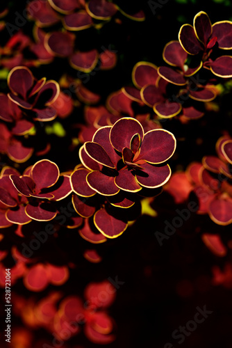 Plant natural background. Japanese Barberry or Red Barberry branch.