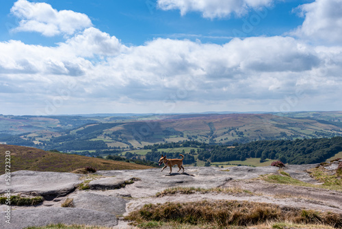 landscape with sky and clouds and a dog in the Peak District