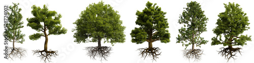 trees with roots isolated 