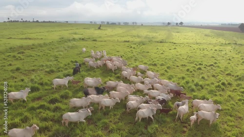 Fazenda Gado Corte Mato Grosso