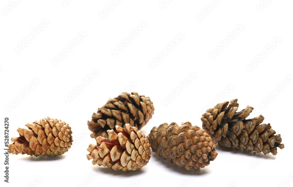 Pine cones isolated on white background Pine cones isolated on white background