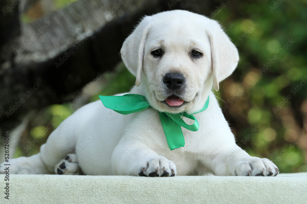 the nice yellow labrador puppy in summer close up