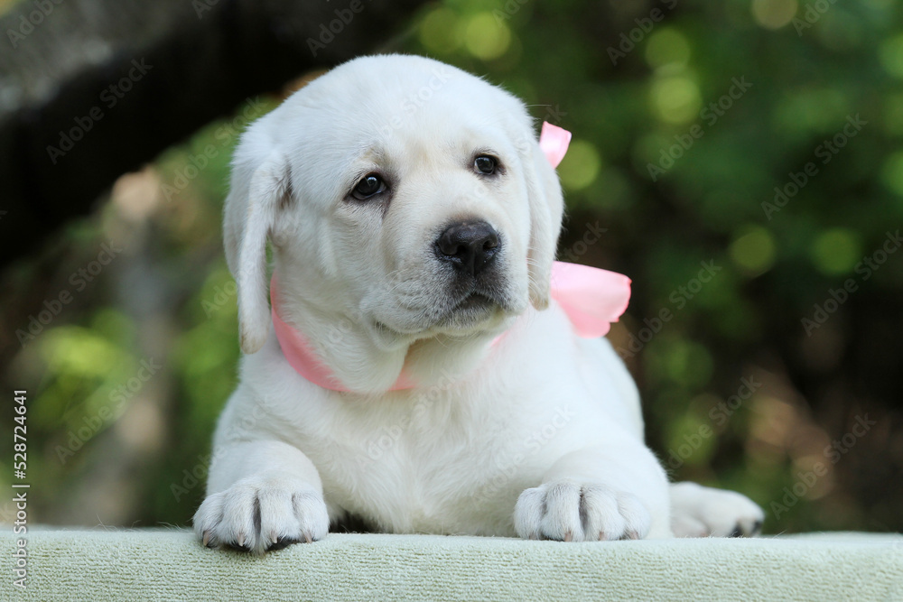 nice yellow labrador puppy in summer close up