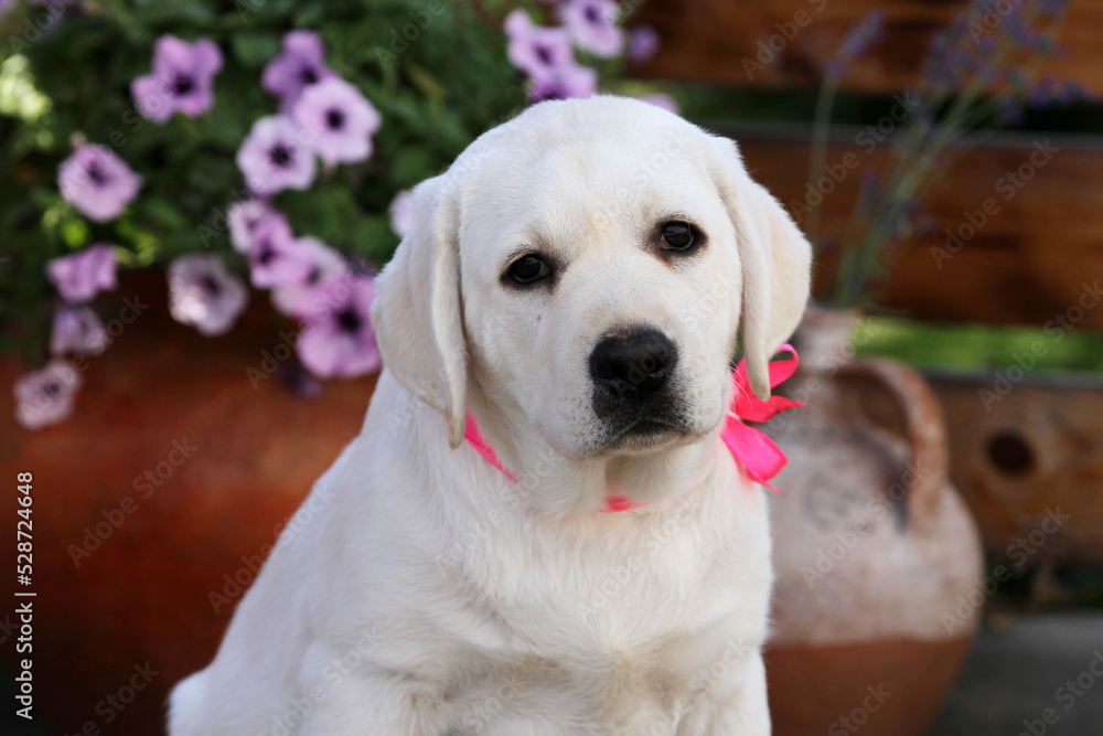 a sweet nice yellow labrador puppy in summer close up a sweet nice yellow labrador puppy in summer close up