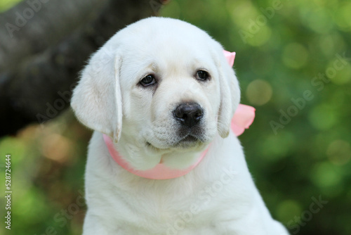 the nice yellow labrador puppy in summer close up